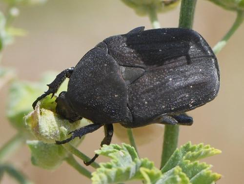 Réf. 234 147 : Netocia morio